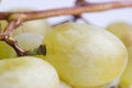Free Berry Of Grapes Royalty Free Stock Images - 1330379
