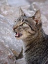 Free Predator Inside. Stock Images - 1332764