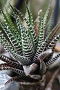 Free Plant Royalty Free Stock Image - 1334106