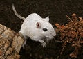 Free White Female Rodent Outdoors Stock Photo - 1337950