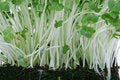 Free Fresh Healthy Green Cress Stock Photo - 1338070