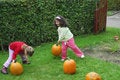 Free Collecting Pumpkins Royalty Free Stock Photography - 1338497