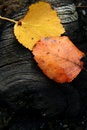 Free Colorful Leafs Stock Images - 1338644