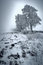 Free Winter Tree Stock Images - 1339714