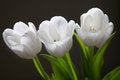 Free Beautiful White Tulips Royalty Free Stock Photography - 13325247