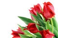 Free Springs Red Tulips Isolated Royalty Free Stock Photo - 13347555