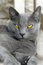 Free Yellow Eyed Beauty Royalty Free Stock Photography - 13340387