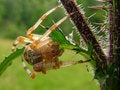 Free Spider Stock Photo - 1342440