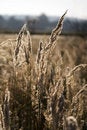 Free Morning In The Field Stock Photo - 1342720