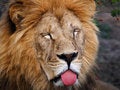 Free Lion Stock Image - 1343771
