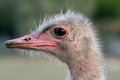 Free Ostrich Head Royalty Free Stock Photos - 1345118