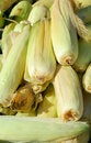 Free Corn Cobs Stock Image - 1346771