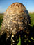 Free Mushroom Royalty Free Stock Image - 1342566