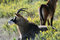 Free Male Antelope Seated Royalty Free Stock Images - 1346049