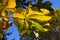 Free Foliage-05 Royalty Free Stock Image - 1347666