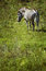 Free Grazing Grevy S Zebra (Equus Grevyi) Stock Photography - 1349652