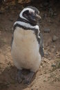 Free Penguin Posing Stock Photos - 1350383