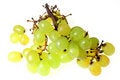 Free Grapes 5 Stock Image - 1350721
