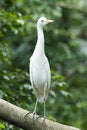 Free Egret Stock Photography - 1351612