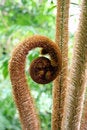 Free Curly Plant Royalty Free Stock Photography - 1354667