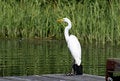 Free Great Egret Stock Image - 1354701