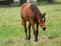 Free Brown Foal Stock Photography - 1354762