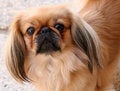 Free Nice Pug-dog 2 Royalty Free Stock Photo - 1355585