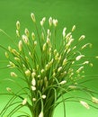 Free Green Vegetable 8 Royalty Free Stock Image - 1356226