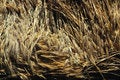 Free Ears Of Barley Stock Images - 1358554