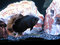 Free Oscar Cichlid Stock Photo - 1351080