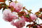 Free Branches Of Pink Royalty Free Stock Image - 1353636