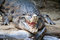 Free Alligator Ready Royalty Free Stock Photography - 1354617