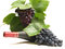 Free Grapes Wine Stock Photo - 13520130
