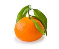 Free Tangerine Isolated On White Royalty Free Stock Photography - 13551497