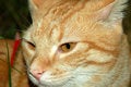 Free Cat 2 Royalty Free Stock Photo - 1361345