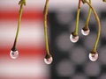 Free Drops And Flag Royalty Free Stock Photos - 1362688