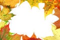 Free Leaves Frame 3 Stock Photo - 1362700