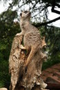 Free Meerkat Stock Photo - 1362960