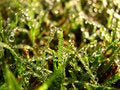 Free Wet Grass Royalty Free Stock Photos - 1363828