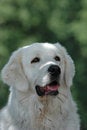 Free Tatra Sheepdog Portrait Royalty Free Stock Photo - 1365705