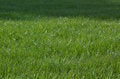 Free Green Grass Stock Photography - 1365832