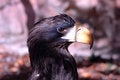 Free Eagle 1 Stock Photos - 1367533