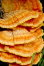 Free Chicken Mushroom Stock Photo - 1368310