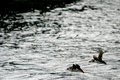 Free Two Puffins Are Flying Low Over The Ocean Stock Photos - 1369213