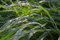 Free Dew Drops On Green Grass Royalty Free Stock Image - 1360316