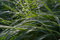 Free Dew Drops On Green Grass Royalty Free Stock Photography - 1360377