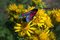 Free Six Spot Burnet - Zygaena Filipendulae Royalty Free Stock Photos - 1362998