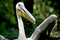 Free Great White Pelican Is Laughing Royalty Free Stock Images - 1364869