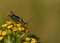 Free Grasshopper Stock Photography - 1365022