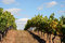 Free Vineyard Rows On Top Of A Hill Stock Photo - 1366400